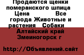 Продаются щенки померанского шпица › Цена ­ 45 000 - Все города Животные и растения » Собаки   . Алтайский край,Змеиногорск г.